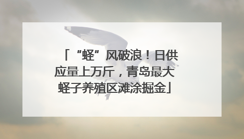 “蛏”风破浪！日供应量上万斤，青岛最大蛏子养殖区滩涂掘金
