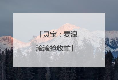 灵宝：麦浪滚滚抢收忙