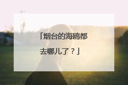 烟台的海鸥都去哪儿了？