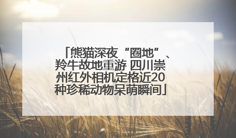 熊猫深夜“圈地”、羚牛故地重游 四川崇州红外相机定格近20种珍稀动物呆萌瞬间