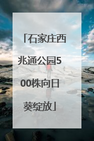 石家庄西兆通公园500株向日葵绽放