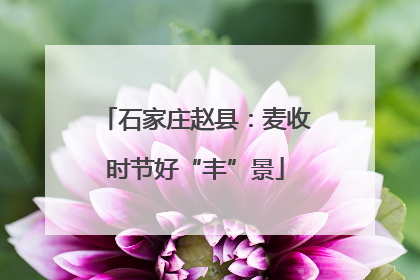 石家庄赵县：麦收时节好“丰”景