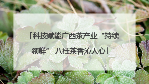 科技赋能广西茶产业“持续领鲜” 八桂茶香沁人心
