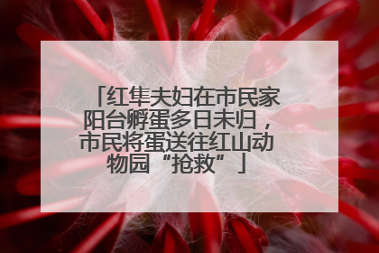 红隼夫妇在市民家阳台孵蛋多日未归，市民将蛋送往红山动物园“抢救”