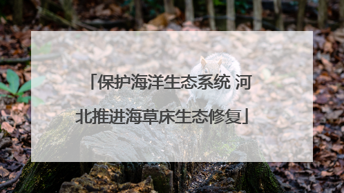保护海洋生态系统 河北推进海草床生态修复