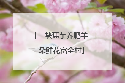 一块蕉芋养肥羊 一朵鲜花富全村