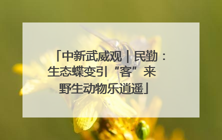 中新武威观｜民勤：生态蝶变引“客”来 野生动物乐逍遥