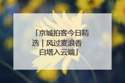 京城拍客今日精选｜风过麦浪香 白塔入云端