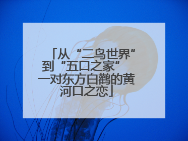 从“二鸟世界”到“五口之家” 一对东方白鹳的黄河口之恋