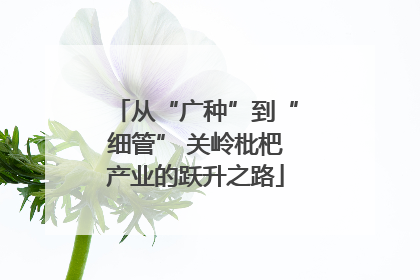 从“广种”到“细管” 关岭枇杷产业的跃升之路