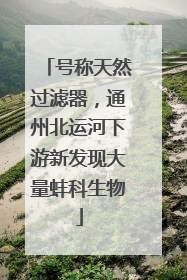 号称天然过滤器，通州北运河下游新发现大量蚌科生物