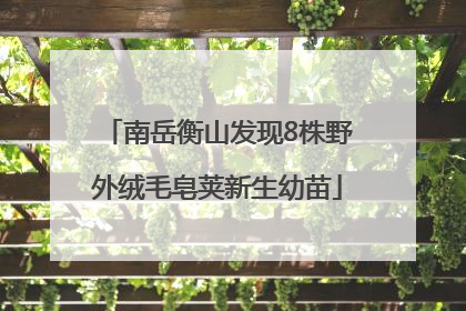 南岳衡山发现8株野外绒毛皂荚新生幼苗