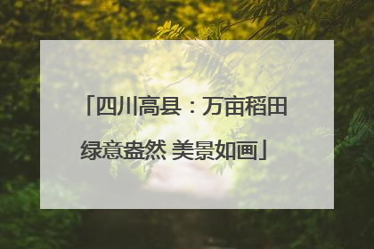 四川高县：万亩稻田绿意盎然 美景如画