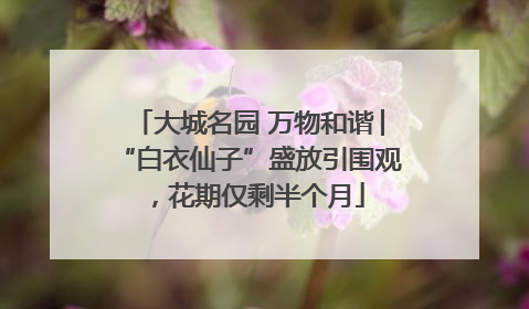 大城名园 万物和谐│“白衣仙子”盛放引围观，花期仅剩半个月