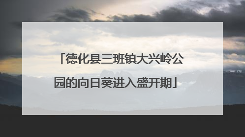 德化县三班镇大兴岭公园的向日葵进入盛开期