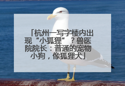 杭州一写字楼内出现“小狐狸”？兽医院院长：普通的宠物小狗，像狐狸犬
