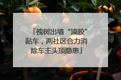 槐树出墙“滴胶”黏车，两社区合力消除车主头顶隐患