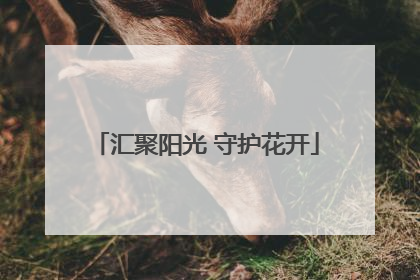 汇聚阳光 守护花开