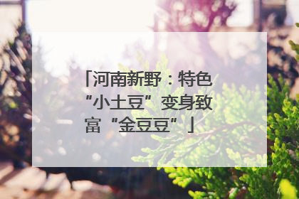 河南新野：特色“小土豆”变身致富“金豆豆”