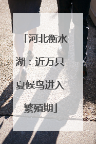 河北衡水湖：近万只夏候鸟进入繁殖期