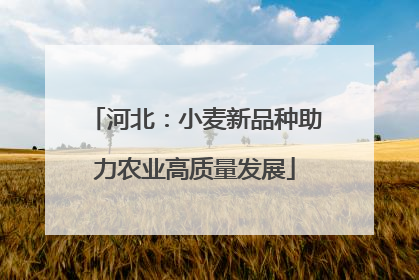 河北：小麦新品种助力农业高质量发展