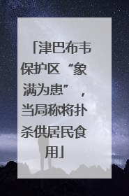 津巴布韦保护区“象满为患”，当局称将扑杀供居民食用
