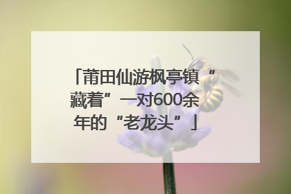 莆田仙游枫亭镇“藏着”一对600余年的“老龙头”