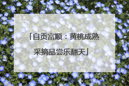 自贡富顺：黄桃成熟 采摘品尝乐翻天