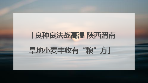 良种良法战高温 陕西渭南旱地小麦丰收有“粮”方