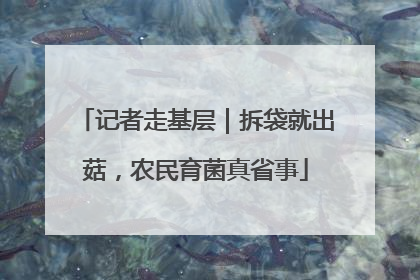 记者走基层｜拆袋就出菇，农民育菌真省事