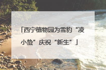 西宁植物园为雪豹“凌小蛰”庆祝“新生”