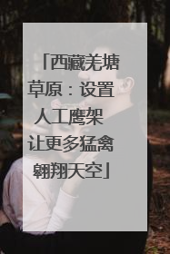 西藏羌塘草原：设置人工鹰架 让更多猛禽翱翔天空