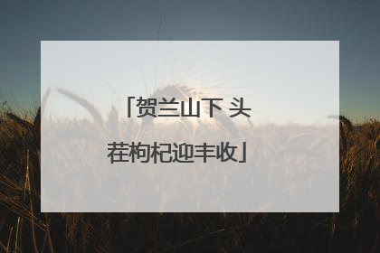 贺兰山下 头茬枸杞迎丰收