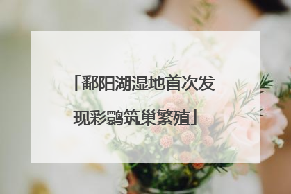 鄱阳湖湿地首次发现彩鹮筑巢繁殖