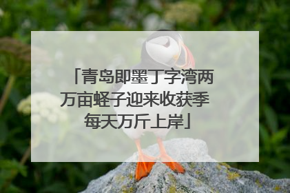 青岛即墨丁字湾两万亩蛏子迎来收获季 每天万斤上岸