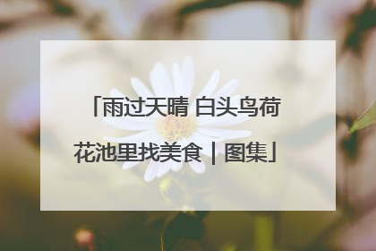 雨过天晴 白头鸟荷花池里找美食｜图集