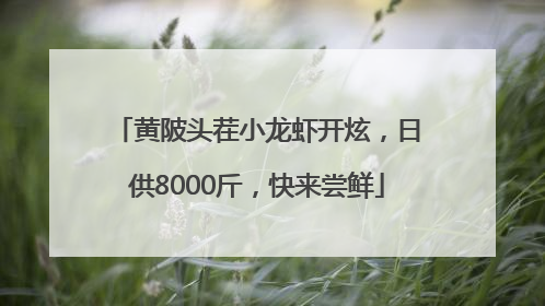 黄陂头茬小龙虾开炫，日供8000斤，快来尝鲜