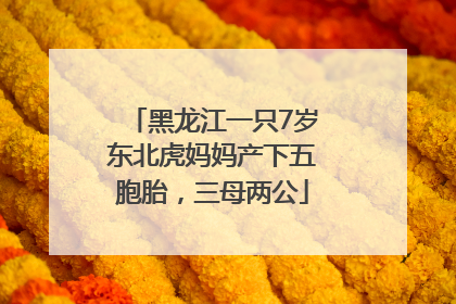 黑龙江一只7岁东北虎妈妈产下五胞胎，三母两公