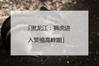 黑龙江：狮虎进入繁殖高峰期