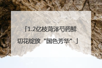 1.2亿枝菏泽芍药鲜切花绽放“国色芳华”